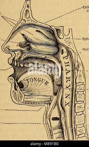 „Elements of Animal Physiology, Chiefly Human“ (1873) ist ein Grundsatztext zur Erforschung der menschlichen und tierischen Physiologie. Sie deckt die Funktionen und Prozesse lebender Organismen ab, wobei der Schwerpunkt auf der menschlichen Physiologie liegt. Stockfoto
