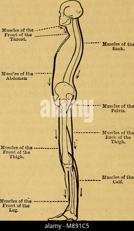 „Elements of Animal Physiology, Chiefly Human“ (1873) bietet einen Überblick über die Physiologie von Mensch und Tier mit Schwerpunkt auf Körperfunktionen und Prozessen. Die Arbeit untersucht Systeme wie Verdauung, Kreislauf und Atmung. Stockfoto