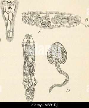 Elemente der Biologie; ein praktisches Lehrbuch Korrelation von Botanik, Zoologie, und die menschliche Physiologie (1907) (c) (21053186400) Stockfoto