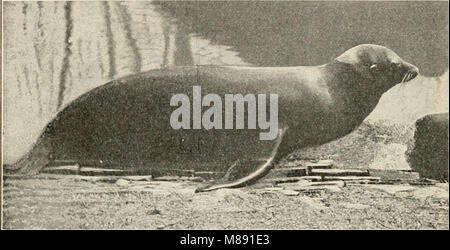 Elemente der Biologie; ein praktisches Lehrbuch Korrelation von Botanik, Zoologie, und die menschliche Physiologie (1907) (c) (21230935712) Stockfoto