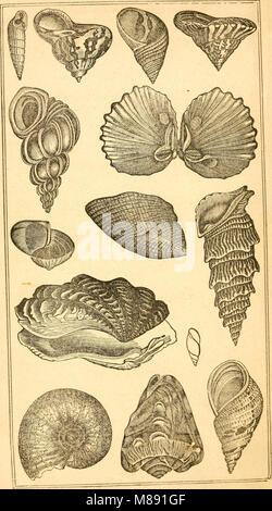 Elemente der conchology - Für die Nutzung der Schulen und der Hochschulen (1844) (21237854312 vorbereitet) Stockfoto