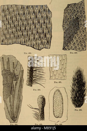 Elemente der Geologie - ein Text-Buch für Hochschulen und für den allgemeinen Leser (1892) (21069141118) Stockfoto