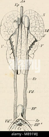 Elemente der vergleichenden Anatomie der Wirbeltiere (1886) (20624070173) Stockfoto