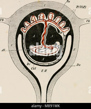 Elemente der vergleichenden Anatomie der Wirbeltiere (1886) (21057027940) Stockfoto