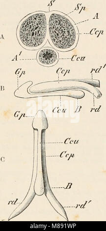 Elemente der vergleichenden Anatomie der Wirbeltiere (1886) (21218970986) Stockfoto