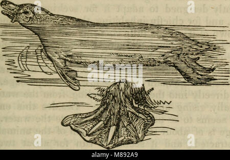 Elemente der Zoologie, oder, natürliche Geschichte der Tiere - Hrsg. von D.M.Reese (1849) (21275869851) Stockfoto