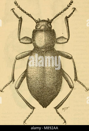 Eleodes letcheri vandykei ist eine Art des dunklen Käfers. Der dorsale ...