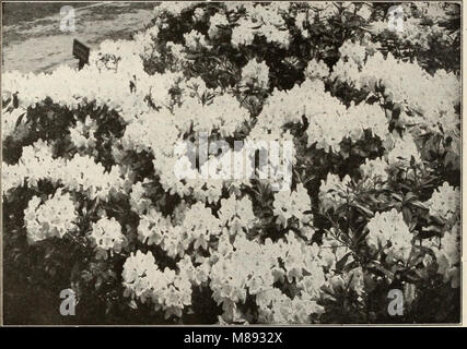 Ellwanger und Barry Mt Hoffnung Baumschulen (1918) (20655404773) Stockfoto