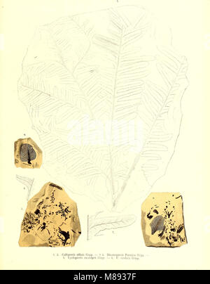 Fossile Flora der Permischen Bildung (1864) (20916254535) Stockfoto