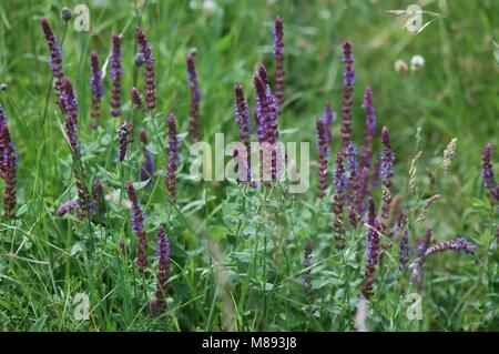 Wilder Salbei, Salvia, lila Blüten im Sommer Stockfoto