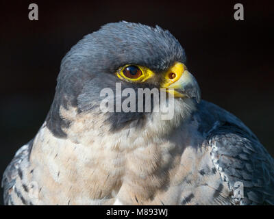 Wanderfalke Falco peregrinus Portrait Stockfoto