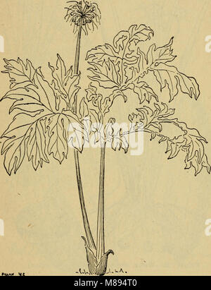 Diese Arbeit aus dem Jahr 1943 beschäftigt sich mit essbaren und giftigen Pflanzen, die auf den Pazifikinseln beheimatet sind. Sie enthält nützliche Informationen über Überlebenspflanzen und ihre potenziellen Gefahren in der Region. Stockfoto