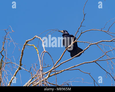 Saatkrähe Corvus frugilegus Sticks sammeln für Nest Stockfoto