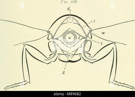 Entomologie - mit besonderem Bezug auf die biologischen und wirtschaftlichen Aspekte (1906) (14597223640) Stockfoto