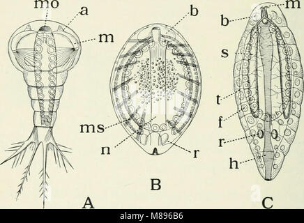 Entomologie - mit besonderem Bezug auf die biologischen und wirtschaftlichen Aspekte (1906) (14780804031) Stockfoto