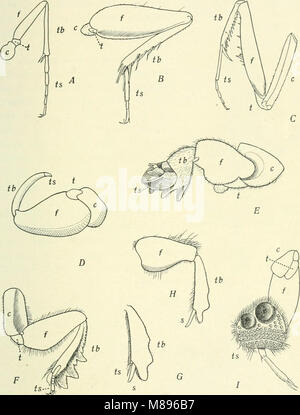 Entomologie - mit besonderem Bezug auf die biologischen und wirtschaftlichen Aspekte (1906) (14597379237) Stockfoto