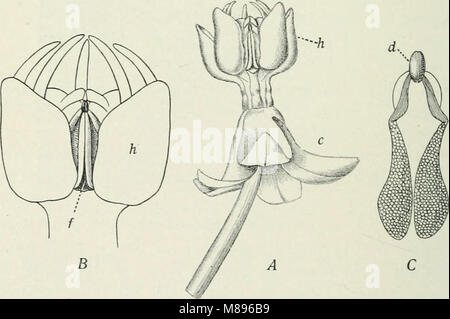 Entomologie - mit besonderem Bezug auf die biologischen und wirtschaftlichen Aspekte (1906) (14781610264) Stockfoto