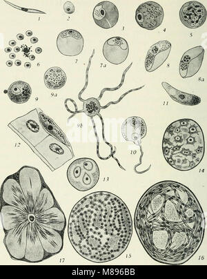 Entomologie - mit besonderem Bezug auf die biologischen und wirtschaftlichen Aspekte (1906) (14781616844) Stockfoto