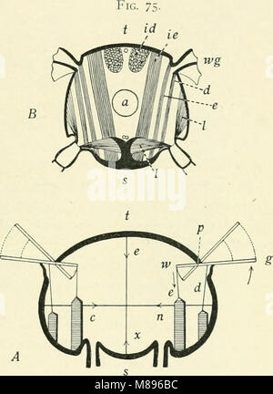 Entomologie - mit besonderem Bezug auf die biologischen und wirtschaftlichen Aspekte (1906) (14783555272) Stockfoto