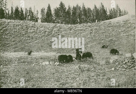 Geführte Touren zum Yellowstone Park über Gardiner Gateway - Original und Eingang Nord (1914) (14572579007) Stockfoto