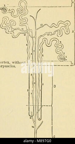 Grundlagen der Physiologie, in Form von Fragen und Antworten organisiert, besonders vorbereitet für Studierende der Medizin (1899) (14581492059) Stockfoto