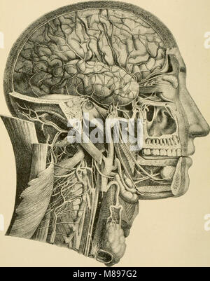 Grundlagen der Physiologie, in Form von Fragen und Antworten organisiert, besonders vorbereitet für Studierende der Medizin (1899) (14745095426) Stockfoto