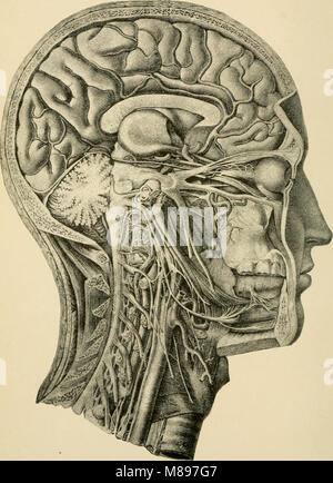 Grundlagen der Physiologie, in Form von Fragen und Antworten organisiert, besonders vorbereitet für Studierende der Medizin (1899) (14765740364) Stockfoto