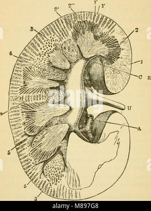 Grundlagen der Physiologie, in Form von Fragen und Antworten organisiert, besonders vorbereitet für Studierende der Medizin (1899) (14765774384) Stockfoto