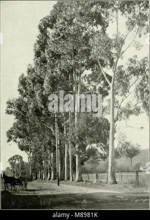 Eukalypten kultiviert in den Vereinigten Staaten (1902) (14779991091) Stockfoto