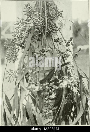 Eukalypten kultiviert in den Vereinigten Staaten (1902) (14780016771) Stockfoto