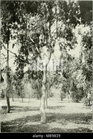 Eukalyptus melliodora in 'Eukalypten kultiviert in den Vereinigten Staaten' (1902) (14783148965) Stockfoto