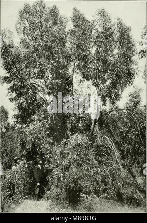 Eukalyptus occidentalis von 'Eukalypten kultiviert in den Vereinigten Staaten' (1902) (14596637437) Stockfoto