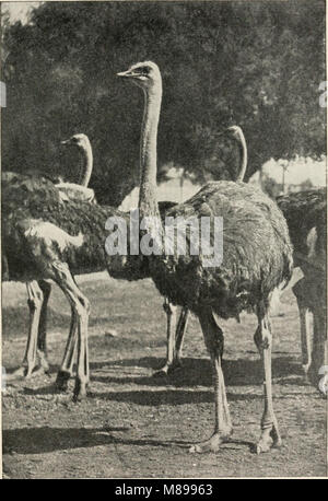 Evolution und tierische Leben; eine elementare Diskussion über Fakten, Prozesse, Gesetze und Theorien in bezug auf das Leben und die Evolution der Tiere (1907) (14586504808) Stockfoto