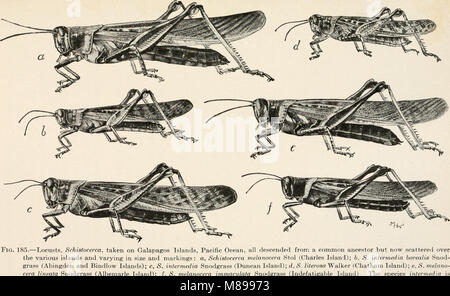 Evolution und tierische Leben; eine elementare Diskussion über Fakten, Prozesse, Gesetze und Theorien in bezug auf das Leben und die Evolution der Tiere (1907) (14750304456) Stockfoto