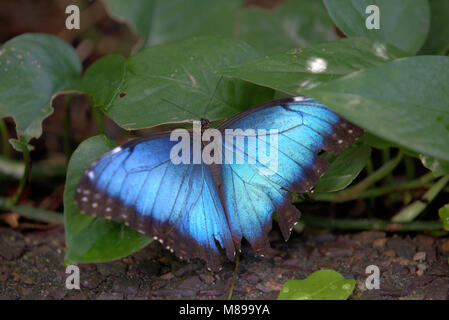 Blue Morpho Schmetterling Stockfoto