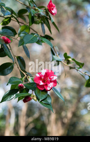 Camellia japonica 'Masayoshi 'Blumen im März. Großbritannien Stockfoto