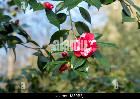 Camellia japonica 'Masayoshi 'Blumen im März. Großbritannien Stockfoto