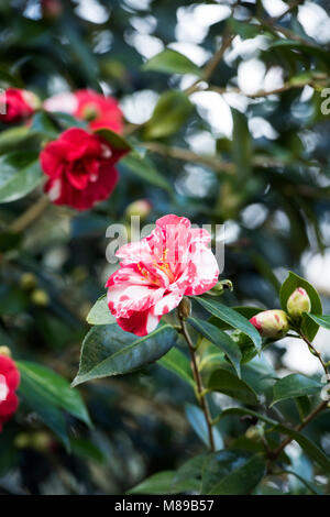 Camellia japonica 'Masayoshi 'Blumen im März. Großbritannien Stockfoto