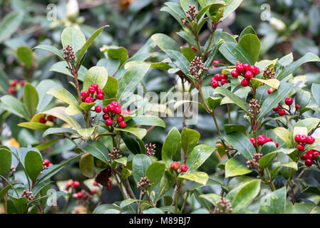 Skimmia japonica 'Beeren Highgrove Redbud" im März. Großbritannien Stockfoto