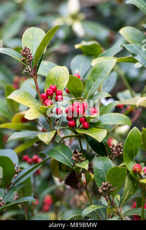 Skimmia japonica 'Beeren Highgrove Redbud" im März. Großbritannien Stockfoto