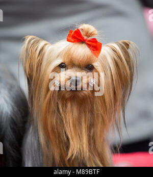 Ein Yorkshire Terrier gepflegt und bereit auf der Crufts Dog show beurteilt werden Stockfoto