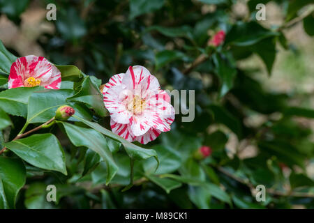 Camellia japonica 'Prostituierte' Blüte im März. Helles Rot, Anemone - Formular doppelte Blüten. Großbritannien Stockfoto