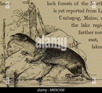 Vertraut leben in Feld und Wald; die Tiere, Vögel, Frösche und Salamander (1898) (14568749418) Stockfoto