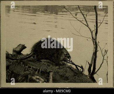 Vertraut leben in Feld und Wald; die Tiere, Vögel, Frösche und Salamander (1898) (14568918337) Stockfoto