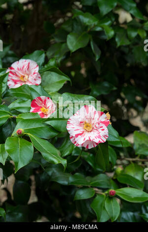 Camellia japonica 'Prostituierte' Blüte im März. Helles Rot, Anemone - Formular doppelte Blüten. Großbritannien Stockfoto