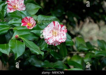 Camellia japonica 'Prostituierte' Blüte im März. Helles Rot, Anemone - Formular doppelte Blüten. Großbritannien Stockfoto