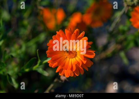 Calendula officinalis, Pot marigold, ruddles, gemeinsame Ringelblume oder Scotch Ringelblume, Calendula Pflanzenart aus der Gattung der Familie der Asteraceae. Orange blosso Stockfoto