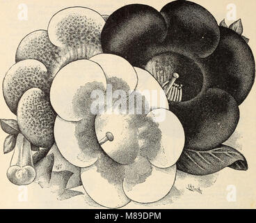 Die Farquhar Katalog der Samen 1900 - Pflanzen, Blumenzwiebeln tools Düngemittel, Verbrauchsmaterialien (1900) (14802818803) Stockfoto