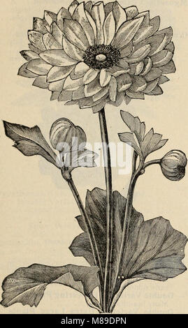 Die Farquhar Katalog der Samen 1900 - Pflanzen, Blumenzwiebeln tools Düngemittel, Verbrauchsmaterialien (1900) (14802901123) Stockfoto