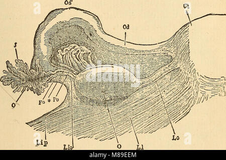 Feminology; ein Leitfaden für die Frauenwelt, was im Detail Anweisungen, Mutterschaft, maidenhood, und die Baumschule (1902) (14577913998) Stockfoto